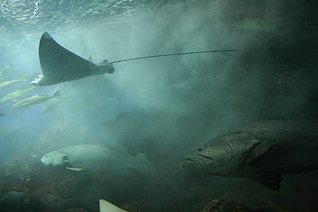 gray stingray swimming under the sea thumbnail
