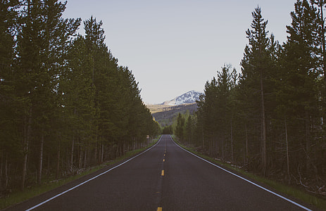 black asphalt road beside green trees during daytime thumbnail