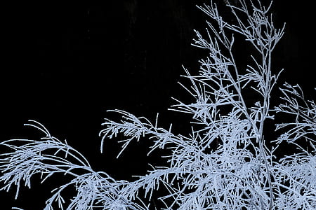 white tree thumbnail