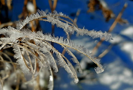 selective focus photography of white plant thumbnail