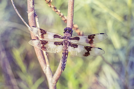 close-up photo of brown dragonfly perching on branch thumbnail