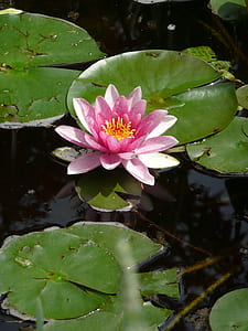 pink water lily thumbnail