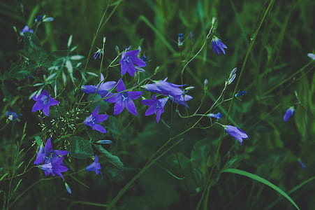Selective Focus Photography of Blue Flower thumbnail