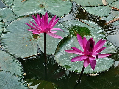 pink water lily flowers on body of water thumbnail