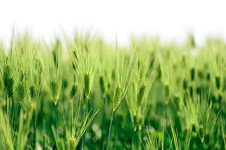 selective focus photography of green plant thumbnail