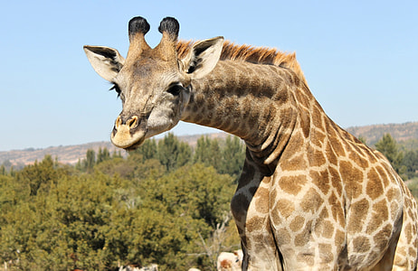 close-up photo of giraffe thumbnail