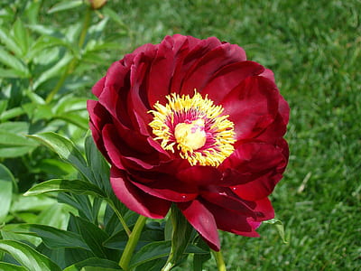 selective focus photography of red peony flower thumbnail