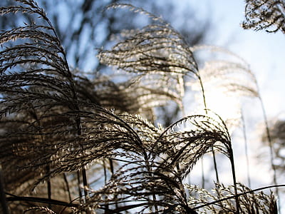 selective focus photography of beige long grass at daytime thumbnail