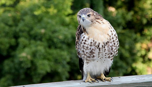 selective focus photography of brown eagle perched on brown wooden surface thumbnail
