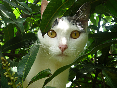 close-up photo of white and black cat front of green leaf tree thumbnail