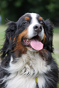 adult Bernese Mountain dog thumbnail