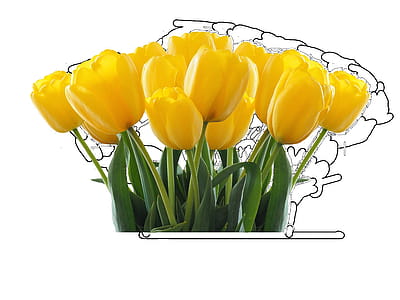 Yellow Tulip Flower thumbnail