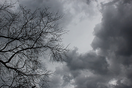 low angle photo of bare tree and clouds thumbnail