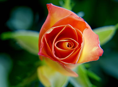 flower, macro, rose, bloom thumbnail