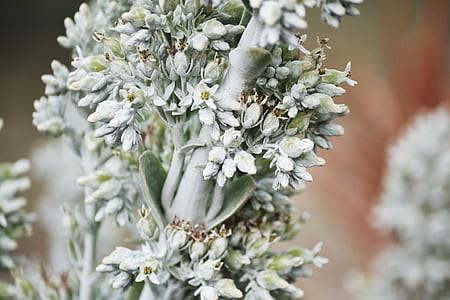 closeup photography of white and green leaf plant thumbnail