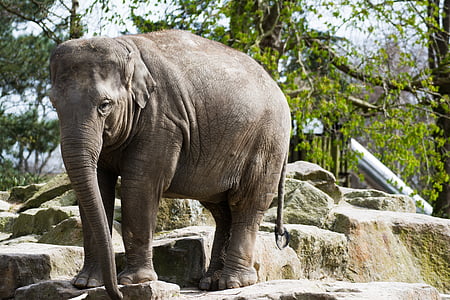 elephant standing on rock thumbnail