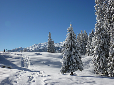 snow covered pine trees thumbnail