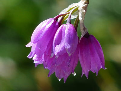 purple flowers thumbnail
