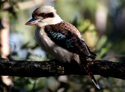 black and white bird perch on tree during daytime close-up photo thumbnail