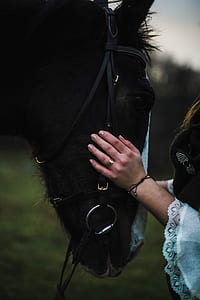 macro photography of woman standing while holding he head of the horse at daytime thumbnail