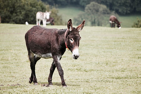field, animal, countryside, agriculture thumbnail