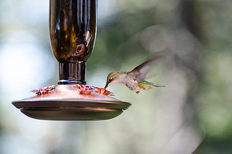 hummingbird beside bird food container thumbnail
