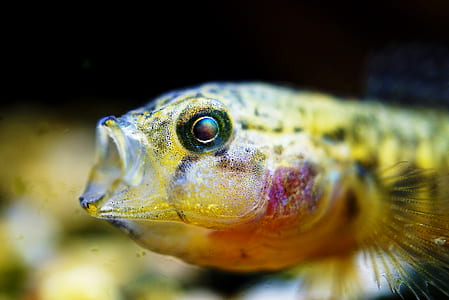 closeup photo of yellow puffer fish thumbnail