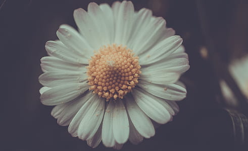 close-up photography of white petaled flower thumbnail