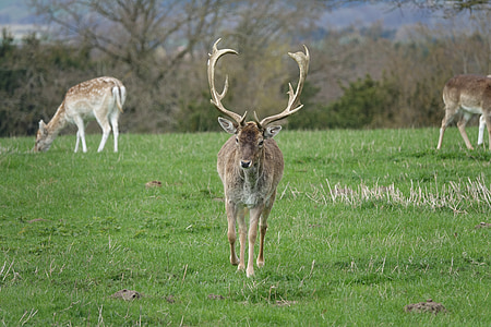 buck standing on lawn thumbnail