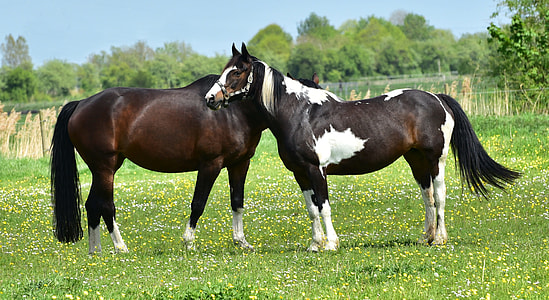 two brown horses standing on grass thumbnail