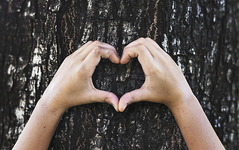 Person's Hands on Tree Trunk forming a Heart Shape. thumbnail