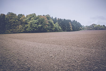 Green Trees Under Gray Sky thumbnail