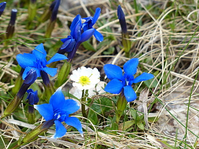 close-up photo of blue and white petaled flowers thumbnail