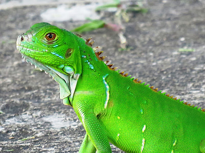 closeup photo of iguana thumbnail