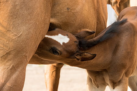 brown and white horse thumbnail