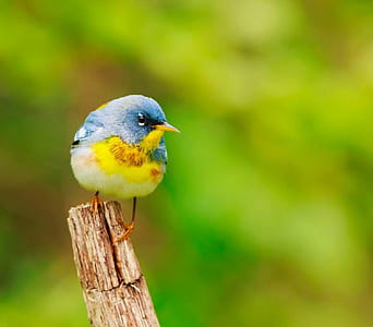 selective photography of brown beaked yellow and blue bird thumbnail