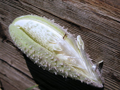 A curious ant exploring an immature milkweed pod with seeds forming in an interesting pattern thumbnail