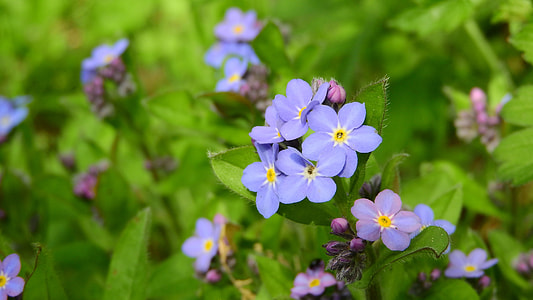 Forget-Me-Not Forest, Myosotis Sylvatica thumbnail