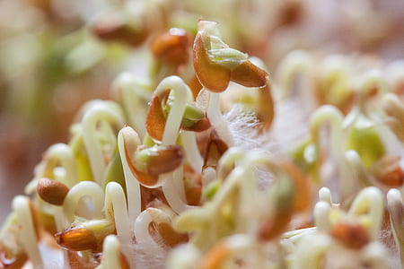 close-up photography of white-and-brown sprouts thumbnail