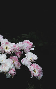 pink-and-white petaled flower thumbnail