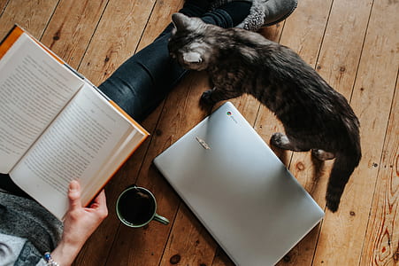 brown tabby cat standing near silver Acer chromebook thumbnail
