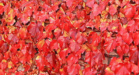 surface covered with dried leaves thumbnail