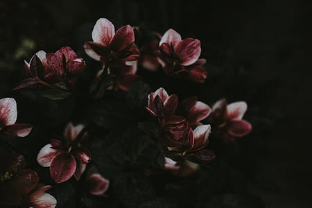 red petaled flower closeup photography thumbnail