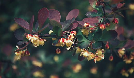 nature, flowers, animal, petals thumbnail