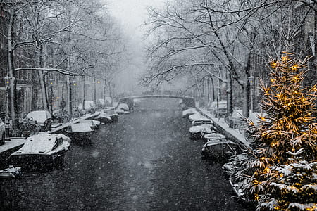 grayscale photo of bridge between trees thumbnail