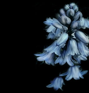 illustration of white flower thumbnail