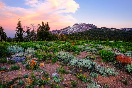 flower field at daytime thumbnail