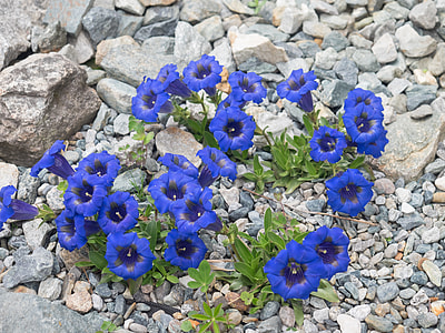 blue petaled flowers on rocks thumbnail