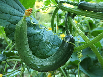 green vegetable thumbnail