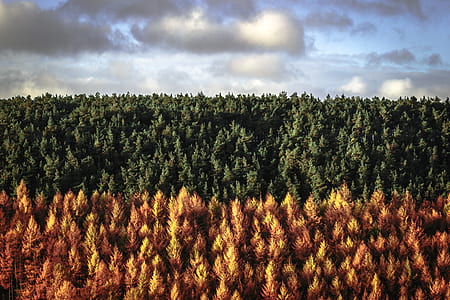 brown and green forest illustration thumbnail